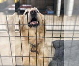 Mutt Dogs for adoption in Lewistown, PA, USA