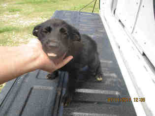 Medium Photo #1 Chinese Shar-Pei-Labrador Retriever Mix Puppy For Sale in Conroe, TX, USA