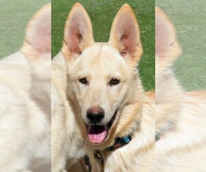 German Shepherd Dog Dogs for adoption in Phoenix, AZ, USA
