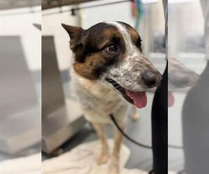 Mutt Dogs for adoption in Peoria, IL, USA