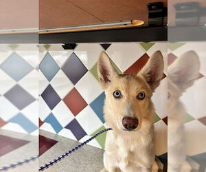 Siberian Husky-Unknown Mix Dogs for adoption in Plano, TX, USA