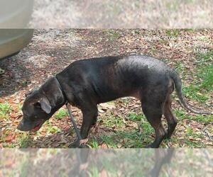 American Pit Bull Terrier Dogs for adoption in Ocala, FL, USA