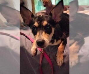 Rat Terrier Dogs for adoption in Greenville, SC, USA