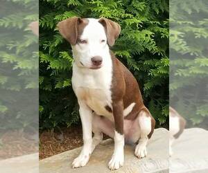 Pointer Dogs for adoption in Greenville, SC, USA