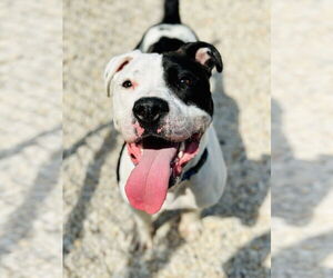 American Pit Bull Terrier-Bulldog Mix Dogs for adoption in Manahawkin, NJ, USA