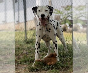 Dalmatian Dogs for adoption in Pottstown, PA, USA