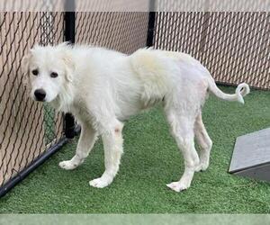 Great Pyrenees Dogs for adoption in Norco, CA, USA