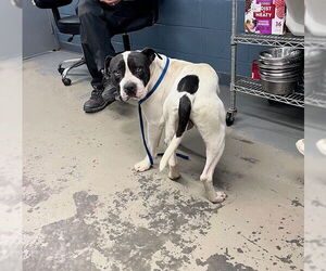 American Staffordshire Terrier Dogs for adoption in Tallahassee, FL, USA
