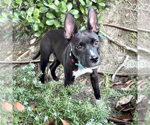 American Staffordshire Terrier-Unknown Mix Dogs for adoption in San Juan Capistrano, CA, USA