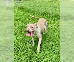 American Pit Bull Terrier-Unknown Mix Dogs for adoption in Sparta, TN, USA