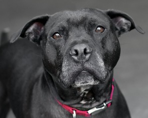 American Staffordshire Terrier Dogs for adoption in San Francisco, CA, USA