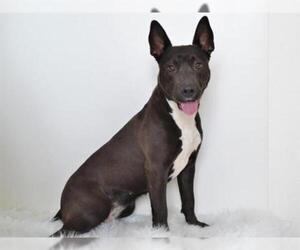 Australian Kelpie-Basenji Mix Dogs for adoption in Oroville, CA, USA
