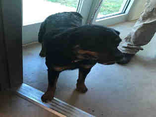 Rottweiler Dogs for adoption in Norman, OK, USA