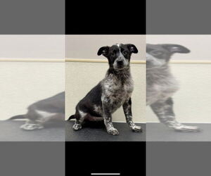 Mutt Dogs for adoption in Great Bend, KS, USA