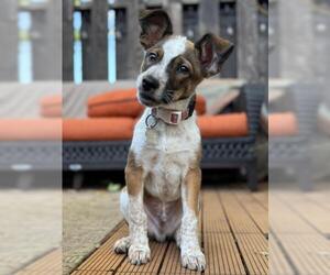 Collie-Unknown Mix Dogs for adoption in Minneapolis, MN, USA