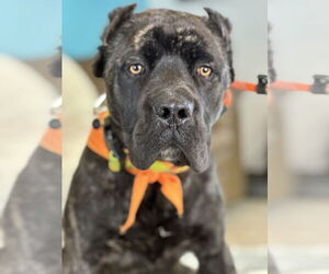 Mutt Dogs for adoption in Goodyear, AZ, USA