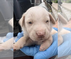 Labrador Retriever-Unknown Mix Dogs for adoption in Bolivar, MO, USA
