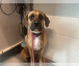 Black Mouth Cur-Unknown Mix Dogs for adoption in Tavares, FL, USA