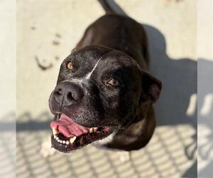 American Pit Bull Terrier-Unknown Mix Dogs for adoption in Tulsa, OK, USA
