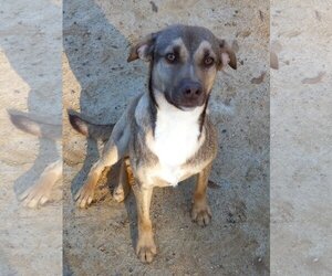 Mutt Dogs for adoption in Eastman, GA, USA