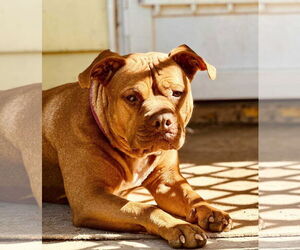 Mutt Dogs for adoption in Hinton, WV, USA