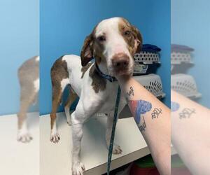 Catahoula Leopard Dog Dogs for adoption in Kendallville, IN, USA