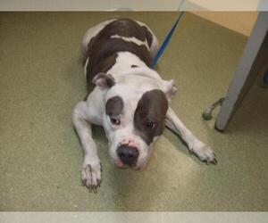 American Pit Bull Terrier Dogs for adoption in Burbank, CA, USA