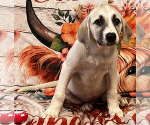 Labrenees Dogs for adoption in Pryor, OK, USA