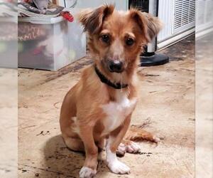 Tibetan Spaniel Dogs for adoption in Von Ormy, TX, USA