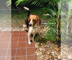 Beagle-Unknown Mix Dogs for adoption in Fort Lauderdale, FL, USA