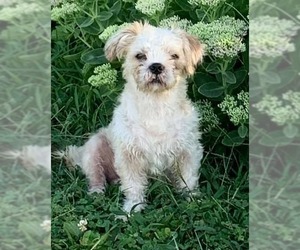 Shih Tzu-Unknown Mix Dogs for adoption in Bicknell, IN, USA