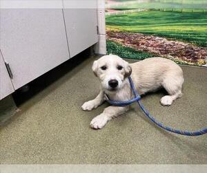 Mutt Dogs for adoption in Moreno Valley, CA, USA