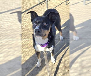 Mutt Dogs for adoption in Sacramento, CA, USA