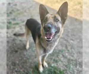 German Shepherd Dog Dogs for adoption in Riverside, CA, USA