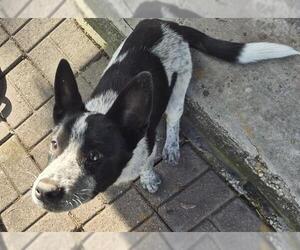 Mutt Dogs for adoption in San Antonio, TX, USA