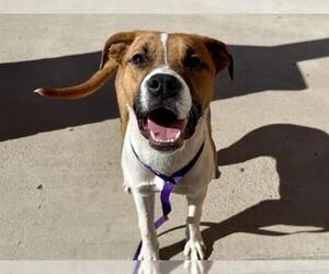 Mutt Dogs for adoption in Pueblo, CO, USA