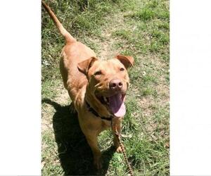 American Pit Bull Terrier-Unknown Mix Dogs for adoption in Austin, TX, USA