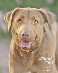 Medium Photo #1 Labrador Retriever-Unknown Mix Puppy For Sale in Chandler, AZ, USA