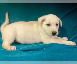 Siberian Husky-Unknown Mix Dogs for adoption in HESPERIA, CA, USA