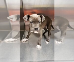 American Staffordshire Terrier Dogs for adoption in Benton, AR, USA
