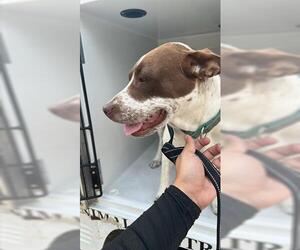 Mutt Dogs for adoption in Houston, TX, USA