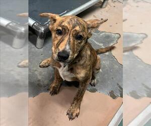 Catahoula Leopard Dog-Unknown Mix Dogs for adoption in Texas City, TX, USA