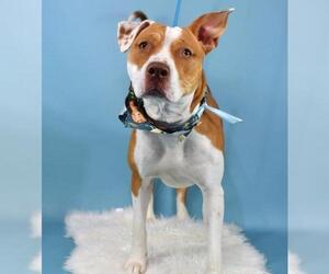 American Pit Bull Terrier Dogs for adoption in Bakersfield, CA, USA