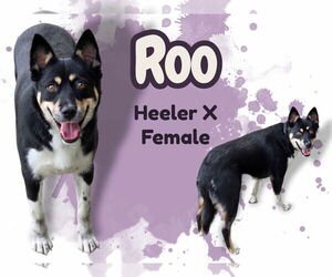 Mutt Dogs for adoption in Anchorage, AK, USA