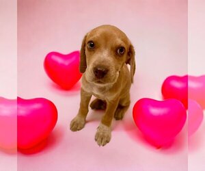 Medium Photo #1 Beagle-Unknown Mix Puppy For Sale in Lexington, SC, USA