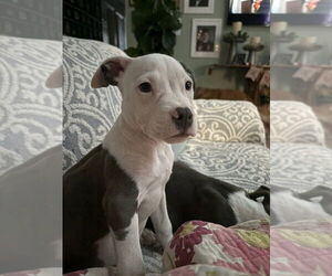 American Pit Bull Terrier-American Staffordshire Terrier Mix Dogs for adoption in Wenonah, NJ, USA