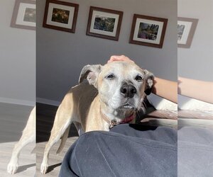 Labrador Retriever-Unknown Mix Dogs for adoption in  Ramona, CA, USA