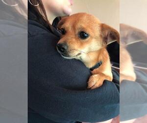 Chihuahua Dogs for adoption in Mexia, TX, USA