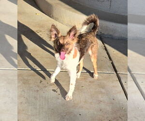 Italian Papihound Dogs for adoption in Davis, CA, USA