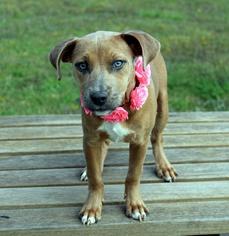 American Staffordshire Terrier Dogs for adoption in Arlington, TX, USA